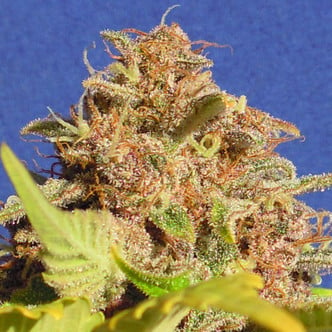 Wedding Cake Auto (Original Sensible Seeds) feminized