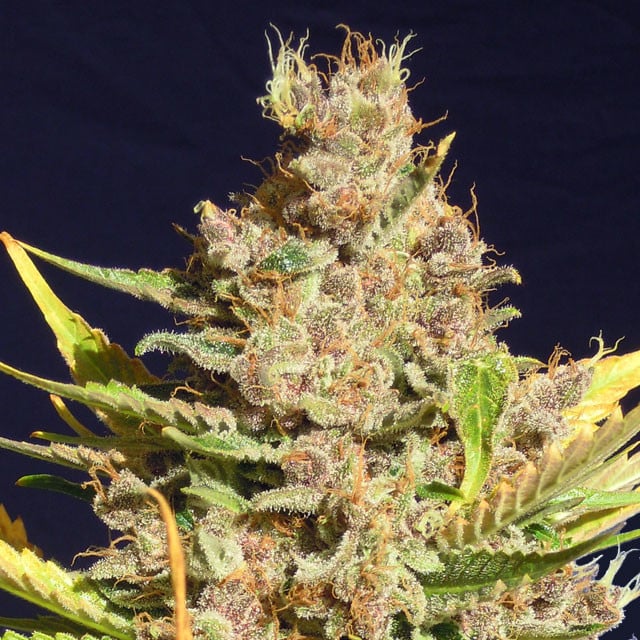 Gorilla Glue Marijuana Seeds Review