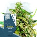 CBD Fix (Zamnesia Seeds) feminisiert