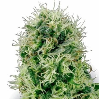 Pure Power Plant (White Label) feminized