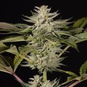 Ocean Grown Cookies (Dinafem) feminisiert