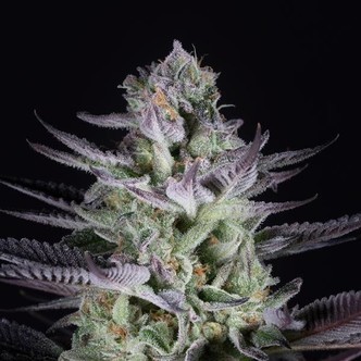 Blueberry Cookies (Dinafem) feminisiert
