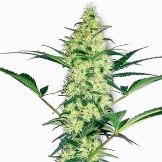 White Diesel (White Label) feminisiert