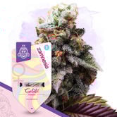 Gelato (Zamnesia Seeds) feminized
