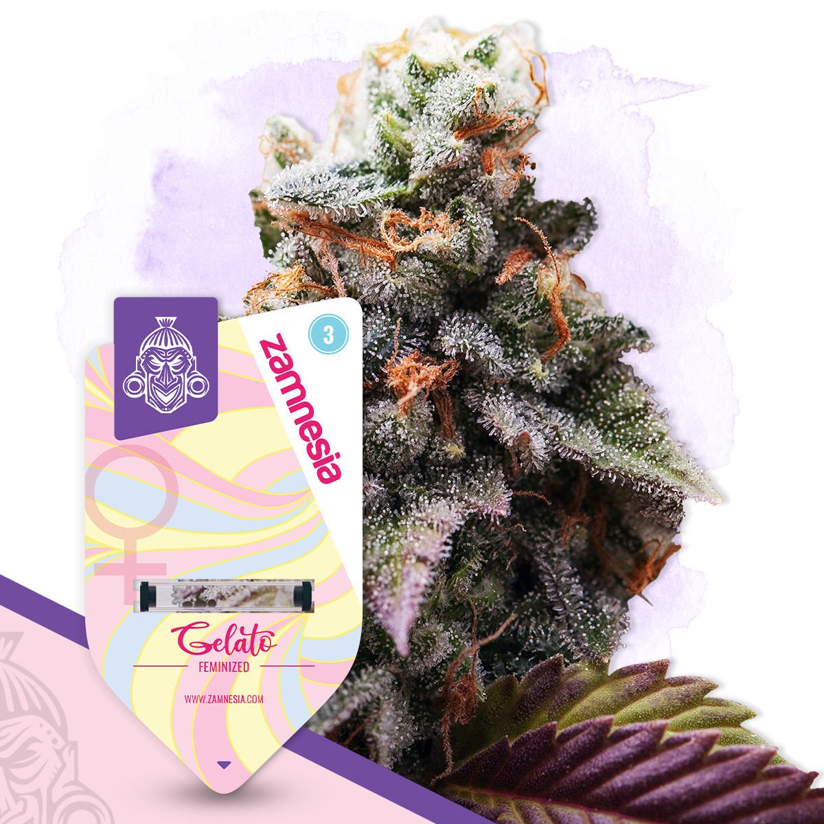 Gelatti Strain Fresh Bros