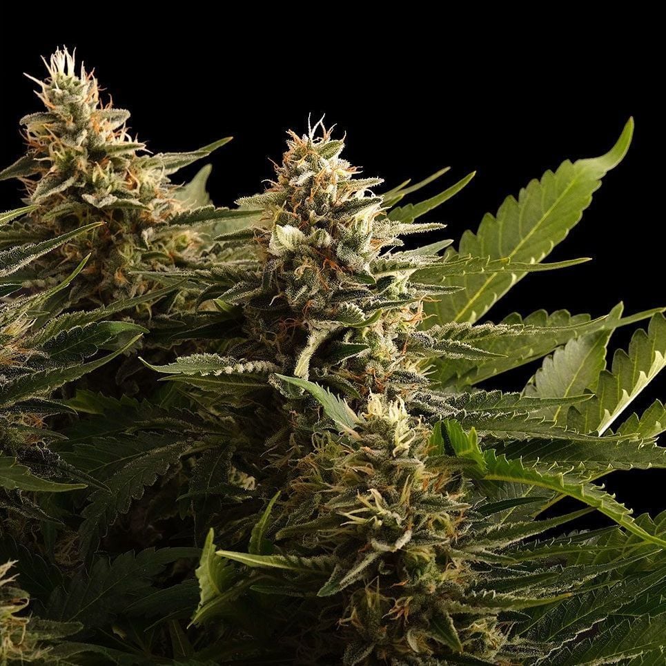 Colombian Jack Auto (Kannabia)
