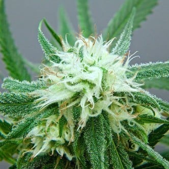 Blue Dream (Artizen) feminisiert