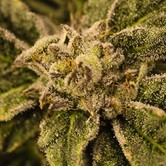 Blueberry Cheesecake (Dawg Star) feminisiert