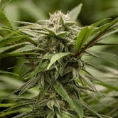 Ewok (Dawg Star) feminized