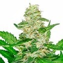 Super Skunk Automatic (White Label) feminized