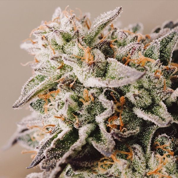 Gelato Auto (Shantibaba Seeds)