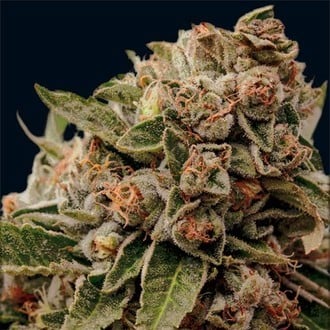 Lamb's Breath x AK-49 (Vision Seeds) Feminized