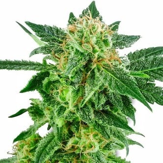 Snow Ryder (White Label) feminized