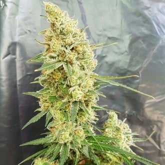 Gorilla Banana (Expert Seeds) feminisiert