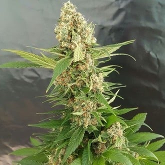 Gorilla Ice Cream (Expert Seeds) feminisiert