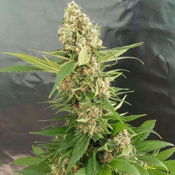 Buy feminized marijuana Ice Cream Cake online - Ohio - safe