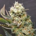 ZkittleZ Glue (Expert Seeds) feminisiert