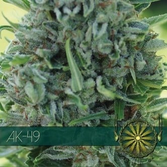 AK-49 (Vision Seeds) feminisiert