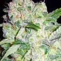 AK-49 (Vision Seeds) feminized