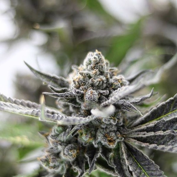 Kava Gold Leaf Gardens Cannabis Seeds Zamnesia