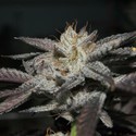 Cascade Connie (Western Cultured) feminized