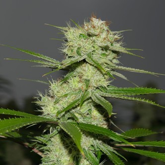 Dutch Treat (Western Cultured) feminized