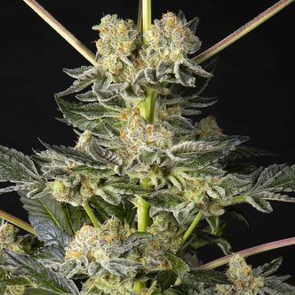 Key Lime Pie x Do-Si-Dos (Philosopher Seeds) feminized