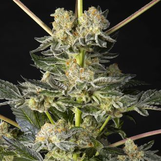 Key Lime Pie x Do-Si-Dos (Philosopher Seeds) feminized