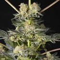 Key Lime Pie x Do-Si-Dos (Philosopher Seeds) feminized
