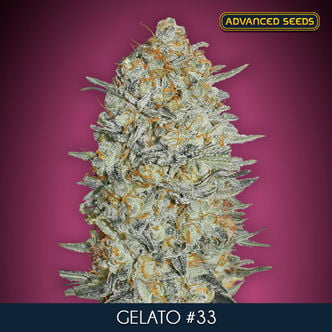 Gelato 33 (Advanced Seeds) feminized