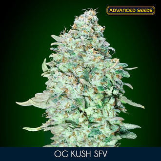 OG Kush SFV (Advanced Seeds) feminisiert