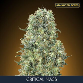 Critical Mass (Advanced Seeds) feminisiert