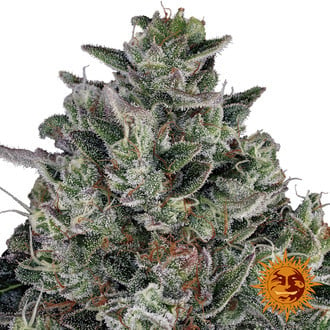 Glookies (Barney's Farm) feminized