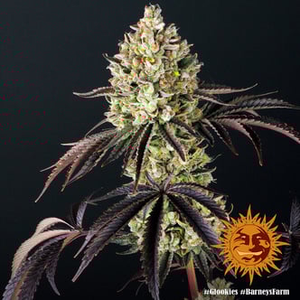 Glookies (Barney's Farm) feminized