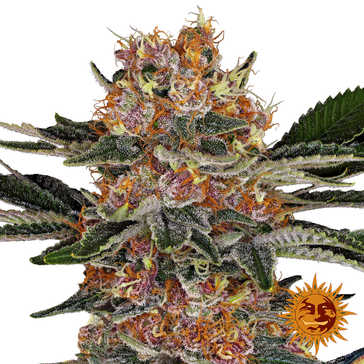 Purple Punch Barney S Farm Cannabis Seeds Zamnesia