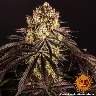 Purple Punch (Barney's Farm) feminisiert