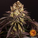 Purple Punch (Barney's Farm) feminized