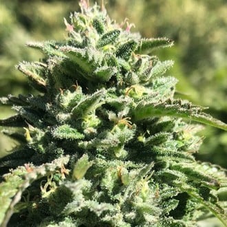 Witchy Wonder (Earth Witch Seeds) regular