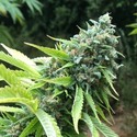 Sour Mangos (Earth Witch Seeds) regular