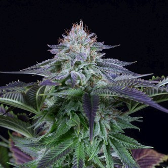 Dinamed Kush CBD Auto (Dinafem) Feminized