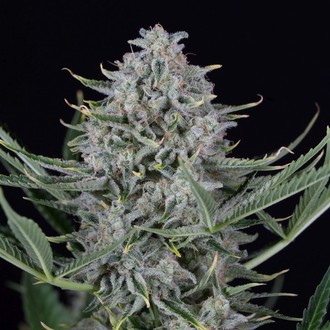 Cookies Autoflowering (Dinafem) feminisiert