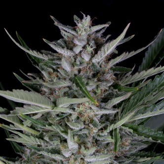 Gorilla Auto (Dinafem) Feminized