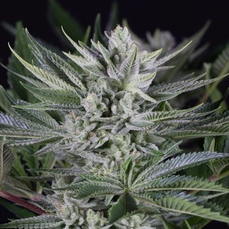 Quick Gorilla (Dinafem) feminized