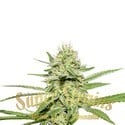 Enemy's Dream (Super Strains) feminisiert