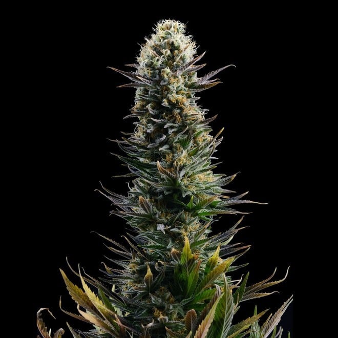 【世界100台】WEED Blues D 2 MA104B BD-2 世界100台】WEED Blues D 2 MA104B BD-2 世界100台】WEED Blues Driver