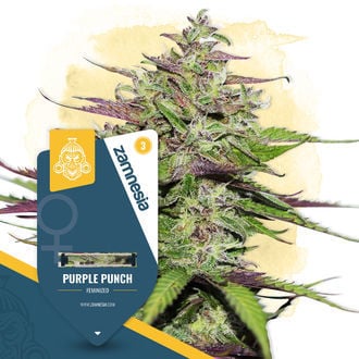 Purple Punch (Zamnesia Seeds) feminized