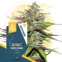 Purple Punch (Zamnesia Seeds) feminisiert