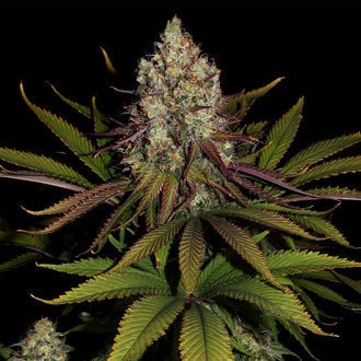 Purple Punch (Zamnesia Seeds) feminisiert