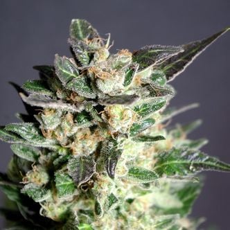 Diesel Glue (Kannabia) feminized