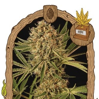 Herz OG (Exotic Seed) feminized